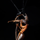 Una pequeña araña encontrada en Malasia ha conseguido atrapar una hormiga mucho más grande que ella.
Imagen: Roberto García Roa/British Ecological Society
